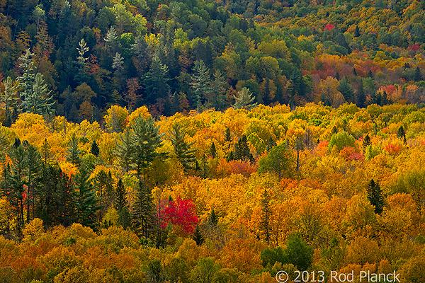 Autumn Forest, Foggy Bogs and Lake Superior Shoreline, Porcupine Mountains Wilderness State Park and Environs, Michigan